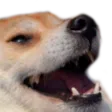doge_laugh doge_laugh