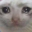 othersadcat othersadcat