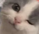 kittywinky