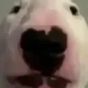 bark