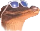 gatorCool