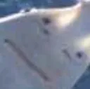 SharkStare