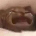 CatExtremeAnguish