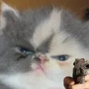 Catastrophe_CatWithGun