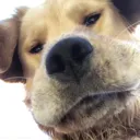 Fatdoglookingatcamera