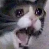 DespairCat DespairCat
