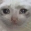 SadCat SadCat