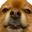 megkSus megkSus