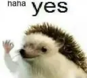 hahayes