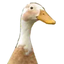 InquireDuck