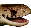 SnekSssmile SnekSssmile