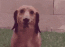 sad_dog Discord emoji