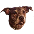 CrapGod