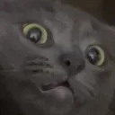 catconfusion