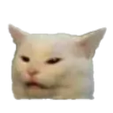 confusedcat confusedcat