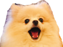 dbabwoof