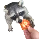 PizzaRaccoon