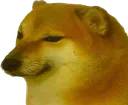 cheems