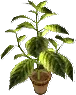 item_Herbs