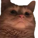 judgementalcat