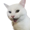 happycat