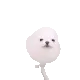 ED_eggdogjitter