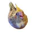 birde