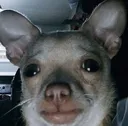 bruhdog