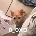 0_0XD
