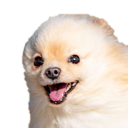 wooof Discord emoji