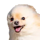 wooof Discord Emoji