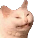 smugcat