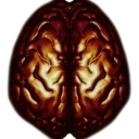 brain