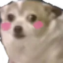blushdoge