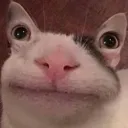 Aliencat Aliencat