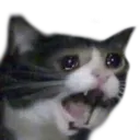 aaaoaoaii aaaoaoaii