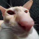sniff