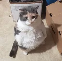 catStand