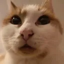 hoodcate