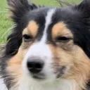 jackoSus