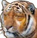 sadmew