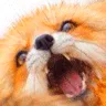 ohmyfox_roll