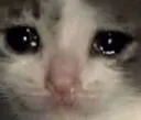 sadkitty