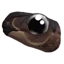 tenontobigeyes