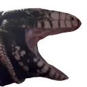 bugscream