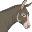 DONKEY DONKEY