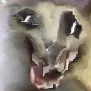 hapy hapy