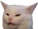 confusedcat