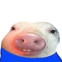 pighardo