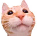 catYikes